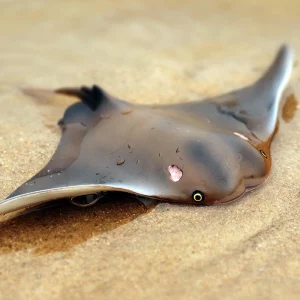 Raie Manta télécommandée