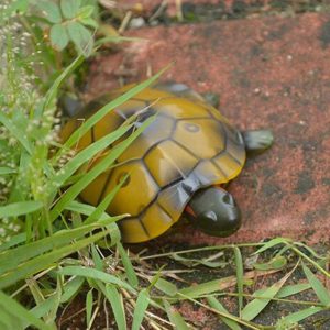 Tortue radiocommandée